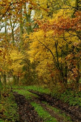 Frühlingsfoto von Czeslaw Gorski-007_goldener-herbst-weg-im-wald