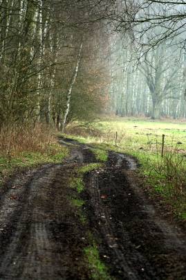 Frühlingsfoto von Czeslaw Gorski-011_schlammiger-weg-im-wald