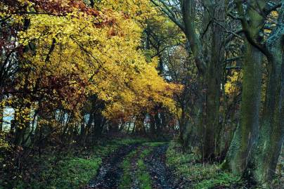 Frühlingsfoto von Czeslaw Gorski-013_schlammiger-weg-im-wald