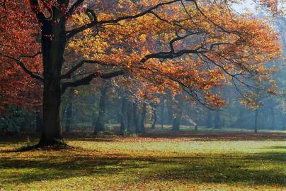 Frühlingsfoto von Czeslaw Gorski-017_herbst-im-park