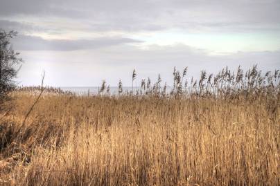 Frühlingsfoto von Czeslaw Gorski-027_schilf-am-wasser