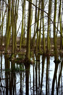 Frühlingsfoto von Czeslaw Gorski-031_moosiger-stamm
