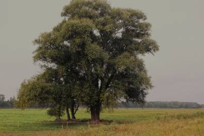 Frühlingsfoto von Czeslaw Gorski-038_einsame-buche-auf-der-wiese
