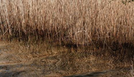 Frühlingsfoto von Czeslaw Gorski-039_wasser-am-stettiner-haff