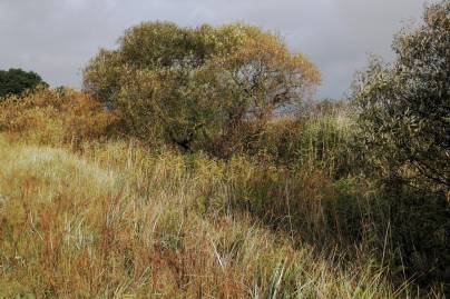 Frühlingsfoto von Czeslaw Gorski-040_wilde-wiese