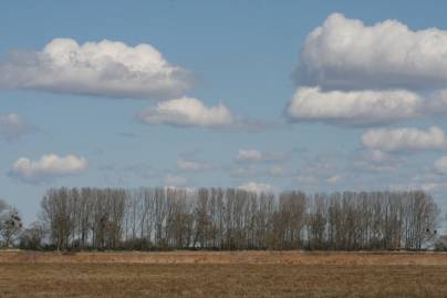 Frühlingsfoto von Czeslaw Gorski-044_pappeln-auf-der-wiese