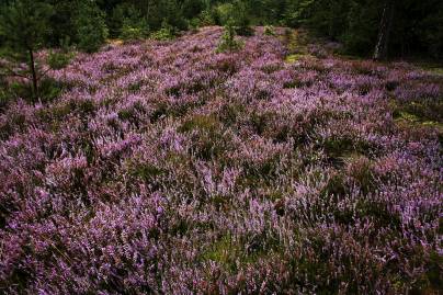 Frühlingsfoto von Czeslaw Gorski-049_herbstfoto-heidekraut-auf-einer-waldlichtung