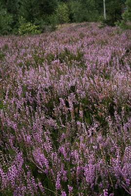 Frühlingsfoto von Czeslaw Gorski-050_herbstfoto-herbstheide-auf-einer-waldlichtung