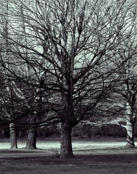 Frühlingsfoto von Czeslaw Gorski-051_herbstfoto-einsamer-baum-im-park