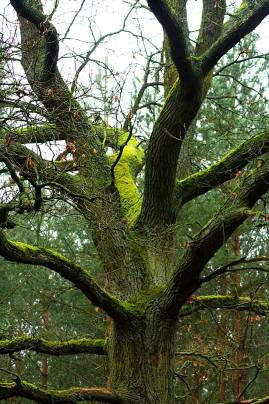 Frühlingsfoto von Czeslaw Gorski-052_herbstfoto-einsamer-baum-im-park-bedeckt-mit-moos