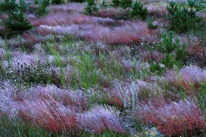 Frühlingsfoto von Czeslaw Gorski-053_herbstfoto-herbstwaldgraeser