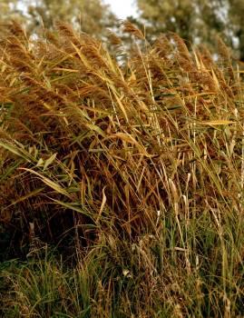 Frühlingsfoto von Czeslaw Gorski-054_herbstfoto-schilf-im-wind