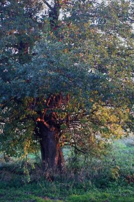 Frühlingsfoto von Czeslaw Gorski-059_herbstfoto-eiche-bei-sonnenuntergang