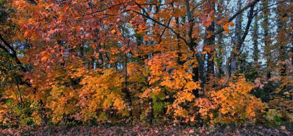 Frühlingsfoto von Czeslaw Gorski-064_herbstahorne