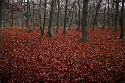 Frühlingsfoto von Czeslaw Gorski-066_buchenwald-mit-einem-teppich-aus-herbstblaettern