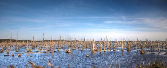 Frühlingsfoto von Czeslaw Gorski-067_der-tote-wald-im-stettiner-haff