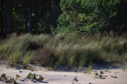 Frühlingsfoto von Czeslaw Gorski-070_gras-am-strand