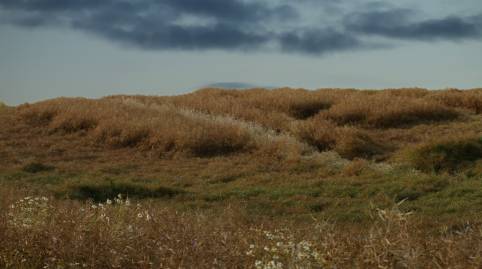 Frühlingsfoto von Czeslaw Gorski-071_grasbewachsene-wueste-im-herbst
