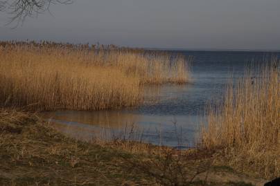 Frühlingsfoto von Czeslaw Gorski-075_herbstliches-schilf-vor-dem-hintergrund-des-blauen-wassers