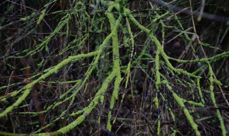 Frühlingsfoto von Czeslaw Gorski-077_mit-flechten-bewachsene-aeste