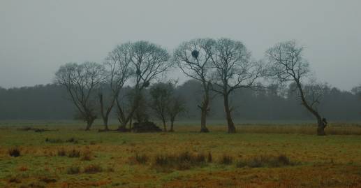 Frühlingsfoto von Czeslaw Gorski-078_novemberwiese-mit-blattlosen-weiden