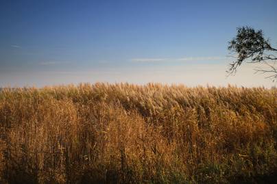 Frühlingsfoto von Czeslaw Gorski-079_reet-im-herbstwind