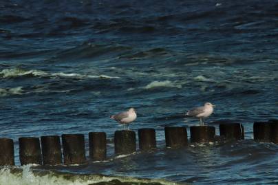Frühlingsfoto von Czeslaw Gorski-081_seemoewen-am-strand