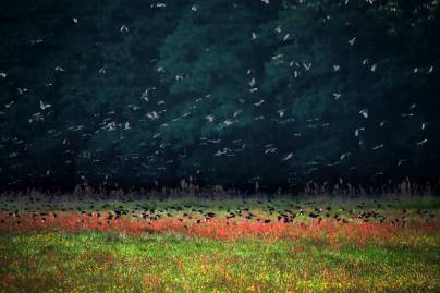 Frühlingsfoto von Czeslaw Gorski-082_voegel-versammelt-vor-dem-abflug