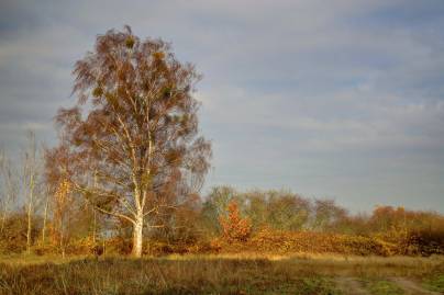 Frühlingsfoto von Czeslaw Gorski-001_birke-im-zeitigen-fruehjahr