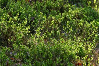 Frühlingsfoto von Czeslaw Gorski-002_blaubeeren-im-freuhling