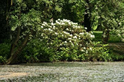 Frühlingsfoto von Czeslaw Gorski-003_bleuhende-rhododendren-am-teich
