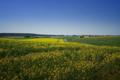 Frühlingsfoto von Czeslaw Gorski-004_bluehender-raps-bis-zum-horizont-auf-einem-feld-in-mecklenburg