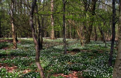 Frühlingsfoto von Czeslaw Gorski-006_bleuhende-anemonen-im-wald