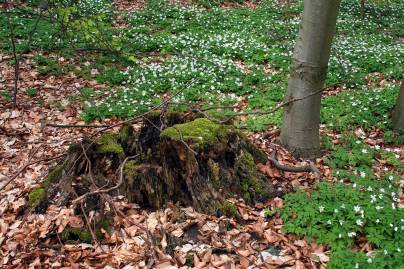 Frühlingsfoto von Czeslaw Gorski-008_bleuhende-anemonen-und-ein-fauler-baumstumpf