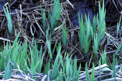 Frühlingsfoto von Czeslaw Gorski-010_iris-im-wasser