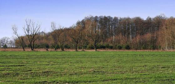 Frühlingsfoto von Czeslaw Gorski-016_im-fruehjahr-spriesst-das-gras-auf-dem-feld