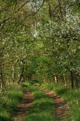Frühlingsfoto von Czeslaw Gorski-017_laendlicher-feldweg-und-bluehende-kirschbaeume