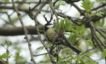 Frühlingsfoto von Czeslaw Gorski-018_meise-auf-einem-fruehlingszweig