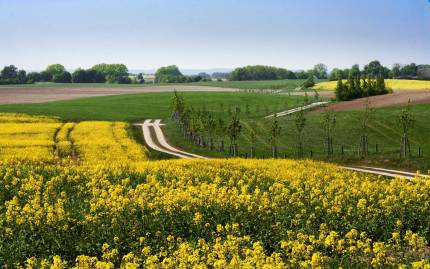 Frühlingsfoto von Czeslaw Gorski-019_strasse-durch-bluehenden-raps-in-mecklenburg
