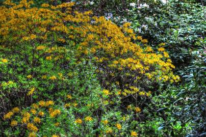 Frühlingsfoto von Czeslaw Gorski-022_bluehende-rhododendren