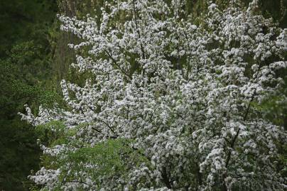 Frühlingsfoto von Czeslaw Gorski-026_ein-mit-weissen-blueten-bedeckter-baum-vor-gruenem-hintergrund