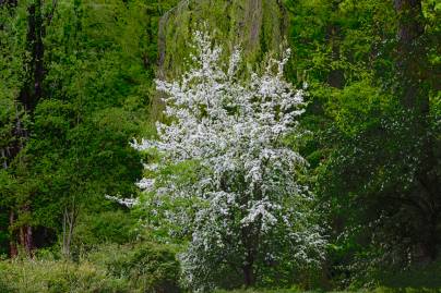 Frühlingsfoto von Czeslaw Gorski-028_ein-weiss-bluehender-baum-vor-gruenem-hintergrund