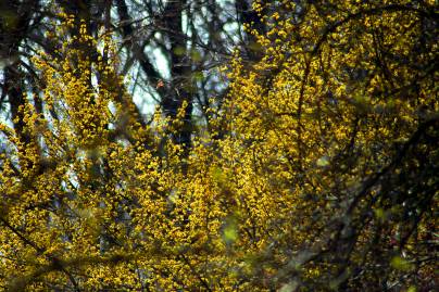 Frühlingsfoto von Czeslaw Gorski-031_fruehlingsgold