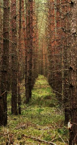 Frühlingsfoto von Czeslaw Gorski-033_junger-und-wuetender-wald