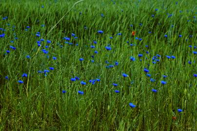 Frühlingsfoto von Czeslaw Gorski-034_kornblumen-im-gras