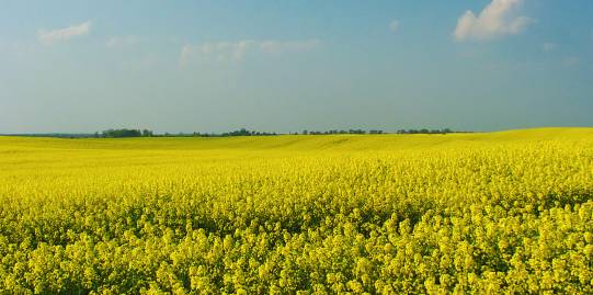 Frühlingsfoto von Czeslaw Gorski-036_rapsfeld