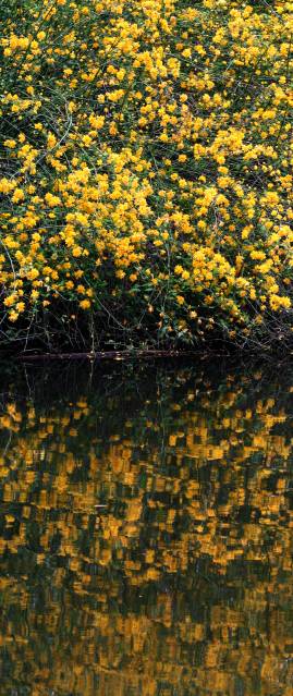 Frühlingsfoto von Czeslaw Gorski-038_spiegelbild-der-gelben-orgie