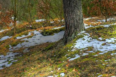 Frühlingsfoto von Czeslaw Gorski-039_wald-nach-dem-winterschlaf