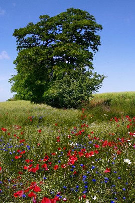 Frühlingsfoto von Czeslaw Gorski-001_baum-im-feld,-mohn-und-kornblumen