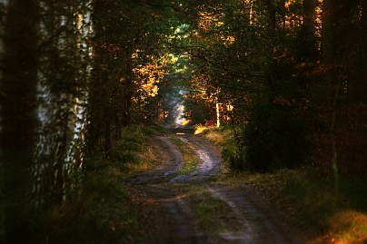 Frühlingsfoto von Czeslaw Gorski-004_dunkler-pfad-im-wald,-birken